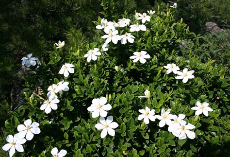 what is gardenia jasminoides.